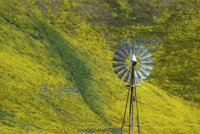 : An old fashioned windmill stands in front of a flower : An old fashioned windmill stands in front of a flower