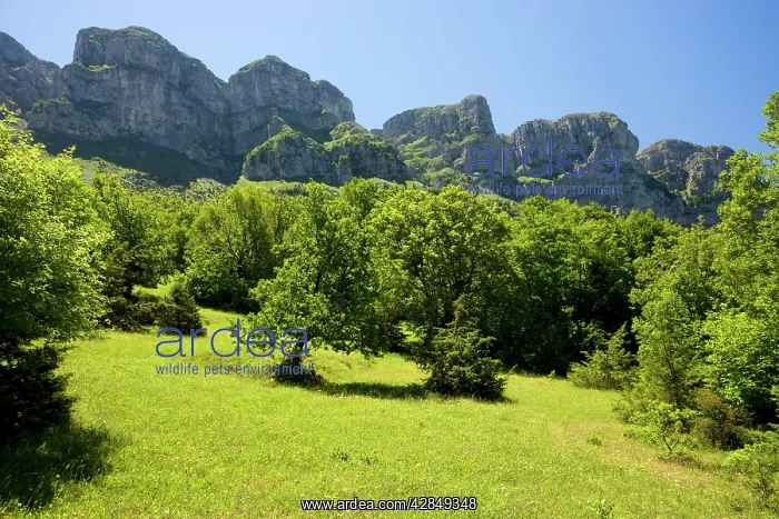 : Old fields on the upper slopes of the Vikos Gorge : Old fields on the upper slopes of the Vikos Gorge