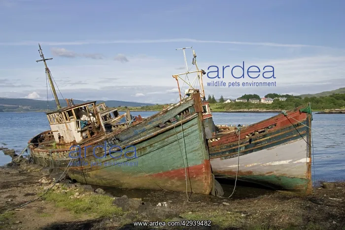 : Old fishing boats rotting on beach, Isle of Mull : Old fishing boats rotting on beach, Isle of Mull