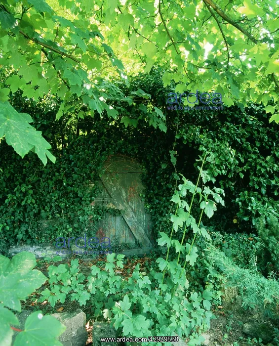 : Old Garden Door - Half hidden in Ivy & foliage : Old Garden Door - Half hidden in Ivy & foliage