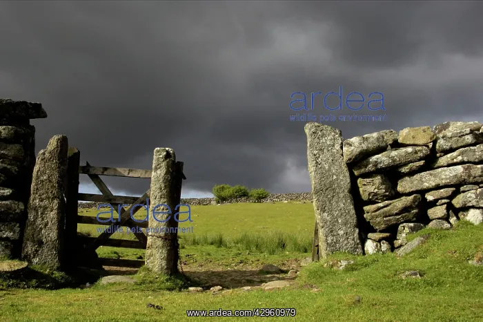: Old gate in drystone wall : Old gate in drystone wall