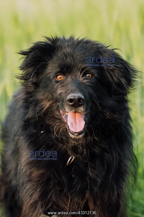 : Old German Shepherd Dog : Old German Shepherd Dog