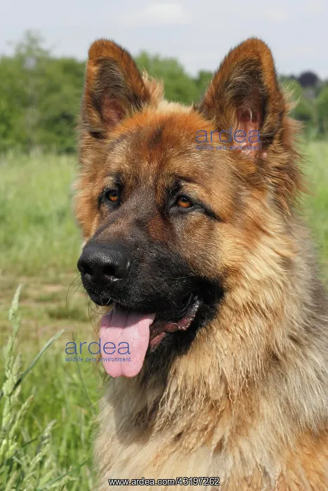 : Old German Shepherd Dog, male, portrait, Germany : Old German Shepherd Dog, male, portrait, Germany