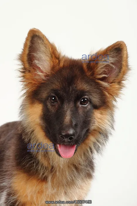: Old German Shepherd Dog, puppy, 4 months, animal : Old German Shepherd Dog, puppy, 4 months, animal