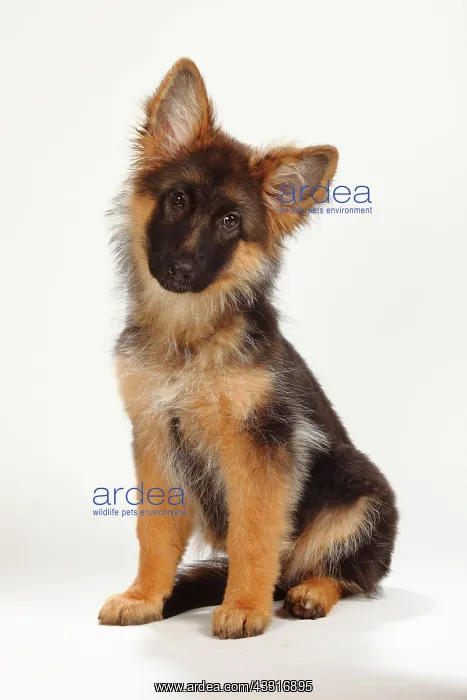 : Old German Shepherd Dog, puppy, 4 months, sitting : Old German Shepherd Dog, puppy, 4 months, sitting