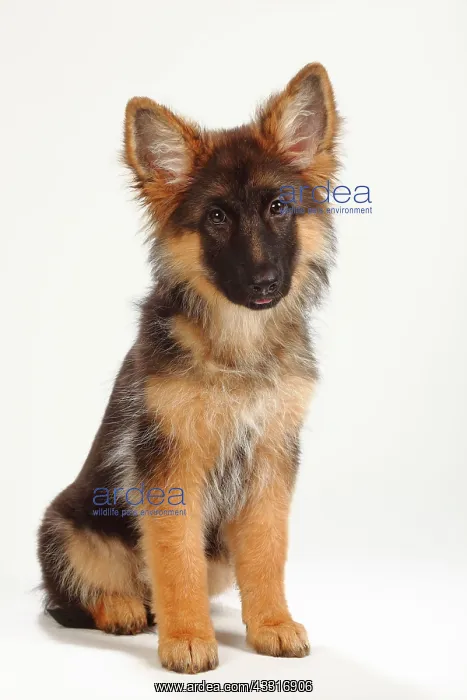 : Old German Shepherd Dog, puppy, 4 months, sitting : Old German Shepherd Dog, puppy, 4 months, sitting