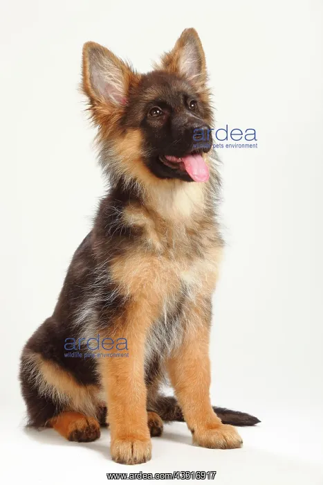 : Old German Shepherd Dog, puppy, 4 months, sitting : Old German Shepherd Dog, puppy, 4 months, sitting