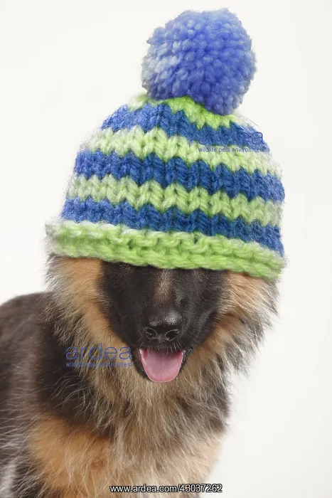 : Old German Shepherd Dog, puppy, 4 months old wearing : Old German Shepherd Dog, puppy, 4 months old wearing