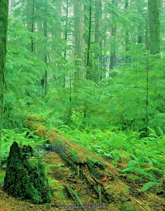 : Old growth Douglas Fir forest - with young hemlock trees : Old growth Douglas Fir forest - with young hemlock trees