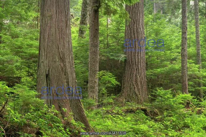 : Old Growth forest in Heart O the Hills, Olympic : Old Growth forest in Heart O the Hills, Olympic