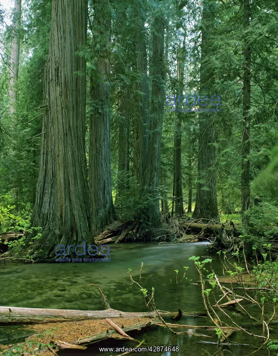 : Old growth Western Red Cedar : Old growth Western Red Cedar