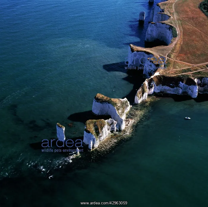 : Old Harry Rocks, chalk stacks located directly : Old Harry Rocks, chalk stacks located directly