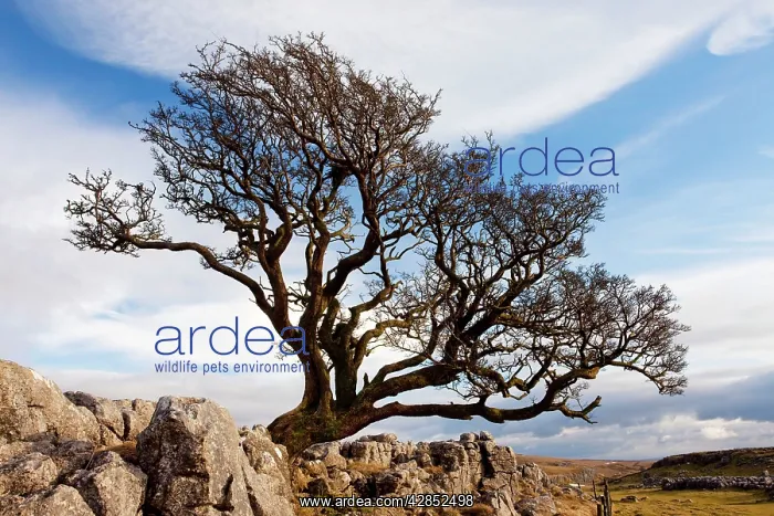 : Old Hawthorn Bush - on Limestone pavement above Malham Cove : Old Hawthorn Bush - on Limestone pavement above Malham Cove