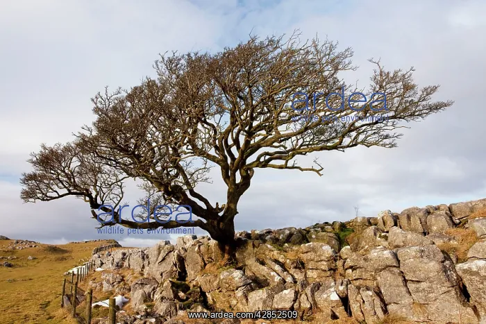 : Old Hawthorn Bush - on Limestone pavement near Malham Cove : Old Hawthorn Bush - on Limestone pavement near Malham Cove