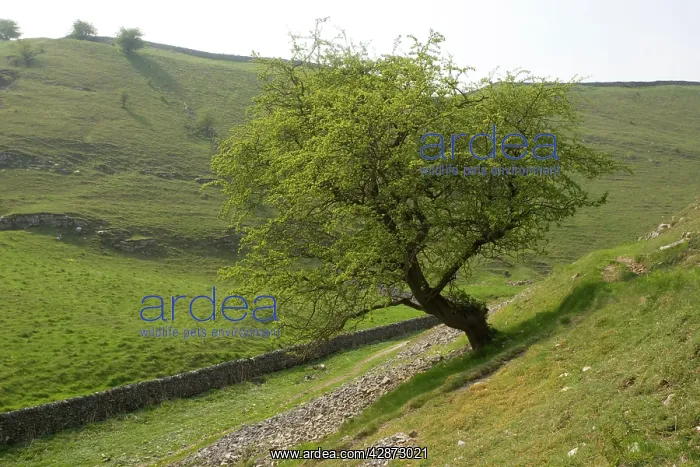: Old hawthorn tree in Millersdale : Old hawthorn tree in Millersdale