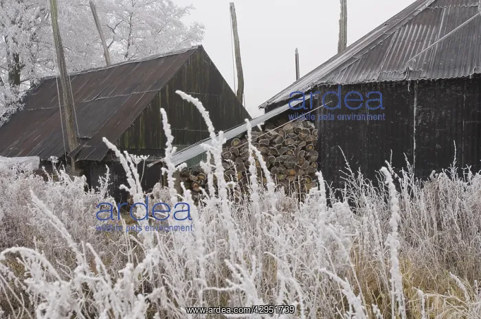 : Old haystacks : Old haystacks
