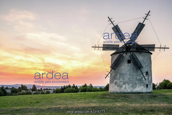 : Old historic windmills in the sunset Tesi, balaton, hungary : Old historic windmills in the sunset Tesi, balaton, hungary