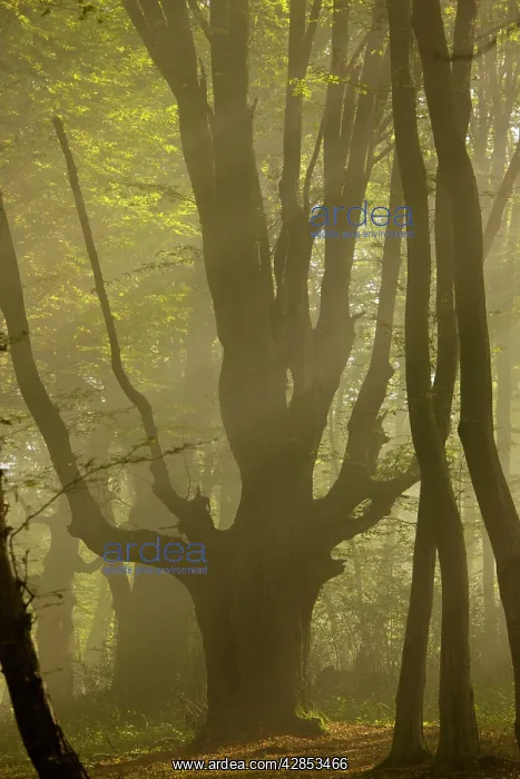 : Old Hornbeam pollard in forest in early morning mist : Old Hornbeam pollard in forest in early morning mist