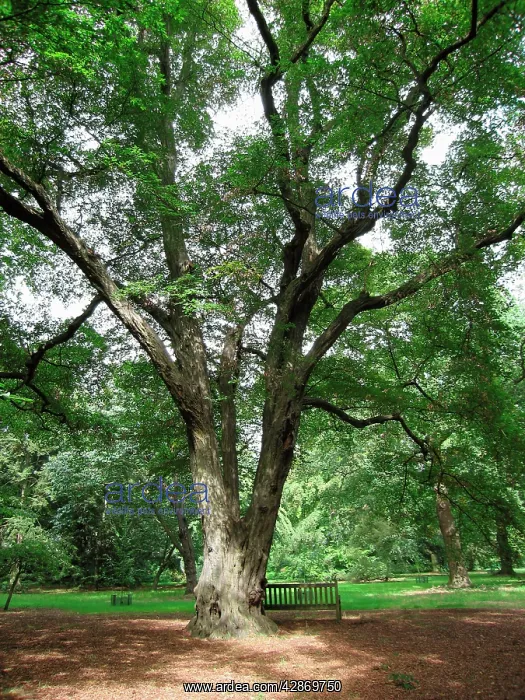 : Old Hornbeam Tree : Old Hornbeam Tree