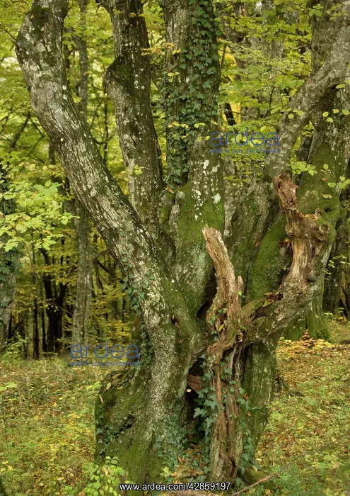 : Old hornbeams, mainly coppiced, in natural woodland : Old hornbeams, mainly coppiced, in natural woodland