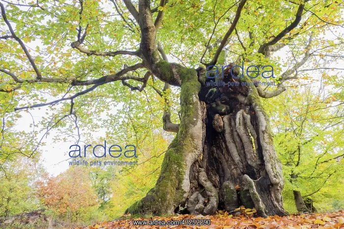 : Old hute beech in autumn, Kellerwald, Hutewald Halloh : Old hute beech in autumn, Kellerwald, Hutewald Halloh