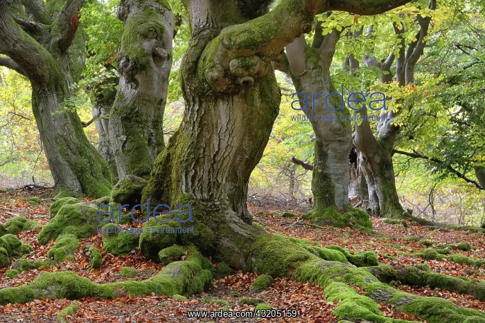 : Old hute beeches in autumn, Kellerwald, hute forest : Old hute beeches in autumn, Kellerwald, hute forest