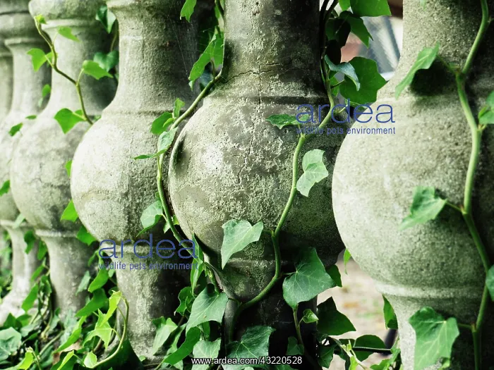 : Old ivy-covered stone balustrade in a garden, Bad : Old ivy-covered stone balustrade in a garden, Bad