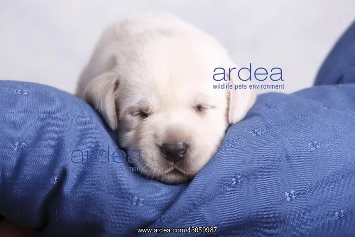 : Old labrador puppy two weeks sleeping France : Old labrador puppy two weeks sleeping France
