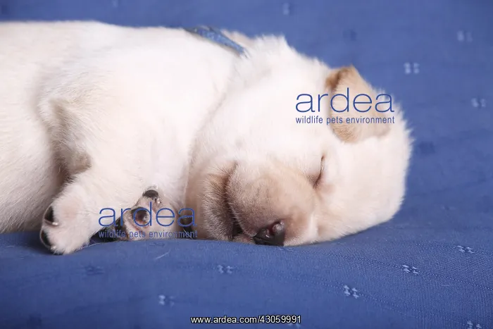 : Old labrador puppy two weeks sleeping France : Old labrador puppy two weeks sleeping France