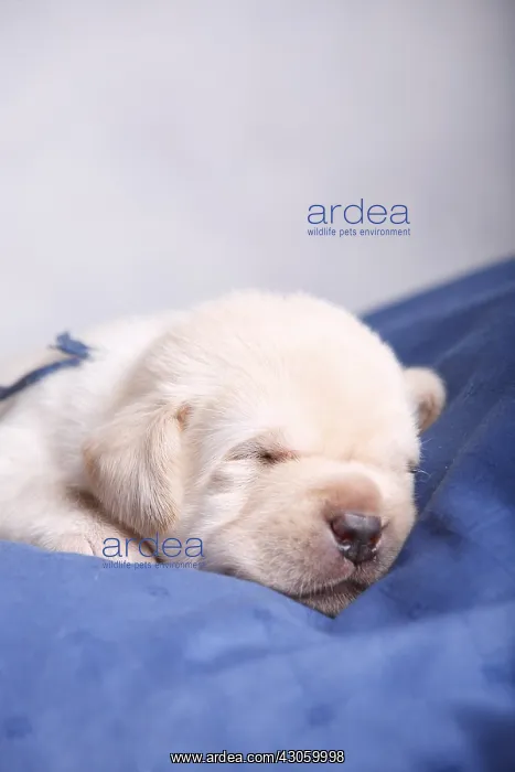 : Old labrador puppy two weeks sleeping France : Old labrador puppy two weeks sleeping France