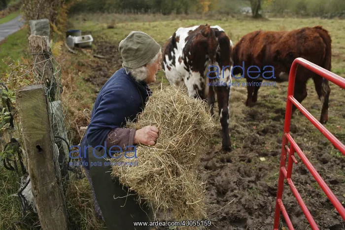 : Old lady feeding her cows Le Gast Calvados France : Old lady feeding her cows Le Gast Calvados France