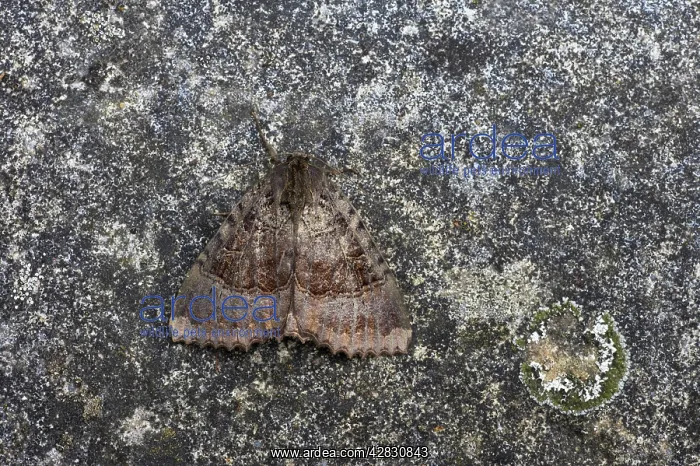  : Old Lady Moth