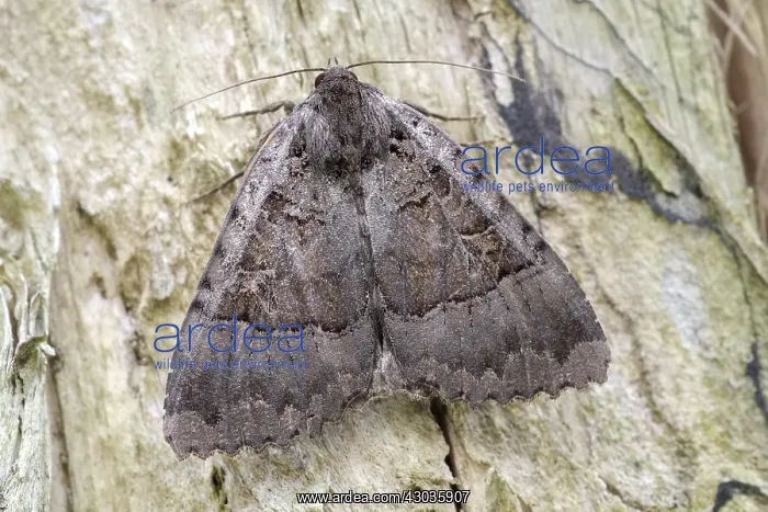  : Old Lady Moth, Norfolk UK