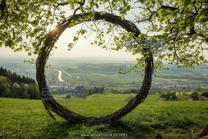 : Old lime tree and circle of branches, at the Michaelskreuz : Old lime tree and circle of branches, at the Michaelskreuz
