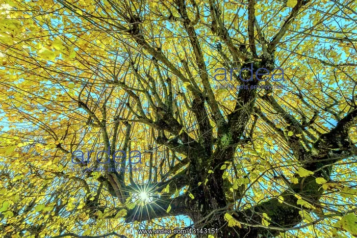 : Old lime trees at dusk in autumn in a village of : Old lime trees at dusk in autumn in a village of