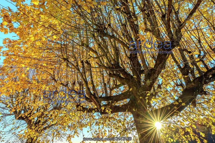  : Old lime trees at dusk in autumn in a village of