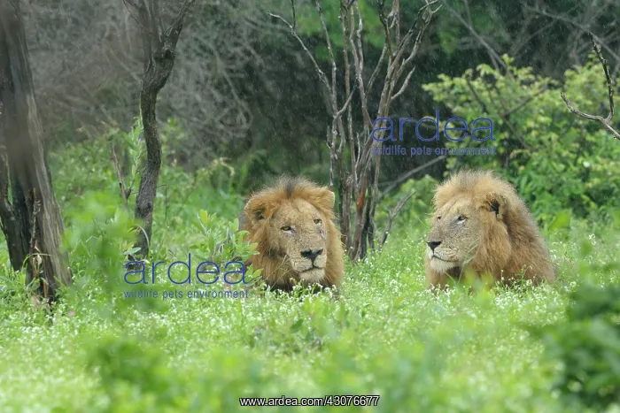 : Lion. Two old lions (Panthera leo) with worn out faces : Lion. Two old lions (Panthera leo) with worn out faces