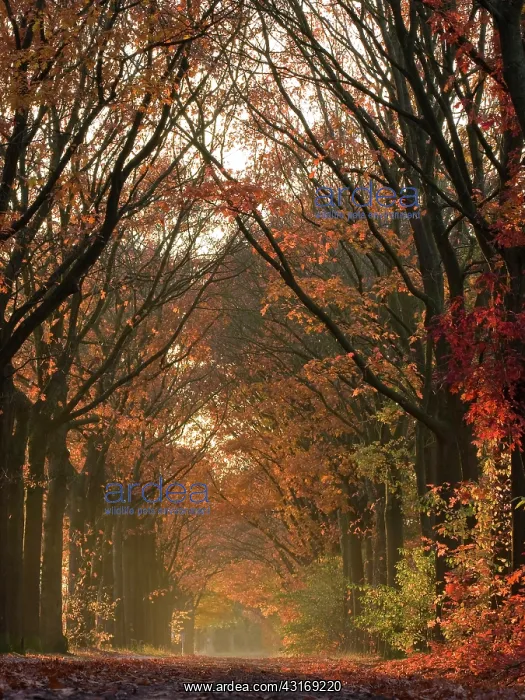 : Old mainroad, 17th century, between Nuenen and Helmond : Old mainroad, 17th century, between Nuenen and Helmond