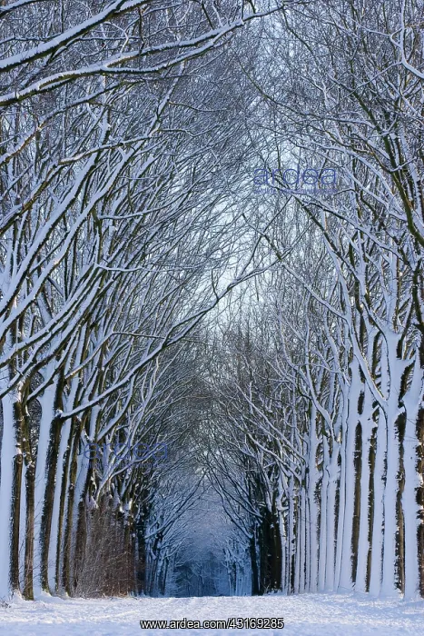 : Old mainroad, 17th century, between Nuenen and Helmond : Old mainroad, 17th century, between Nuenen and Helmond