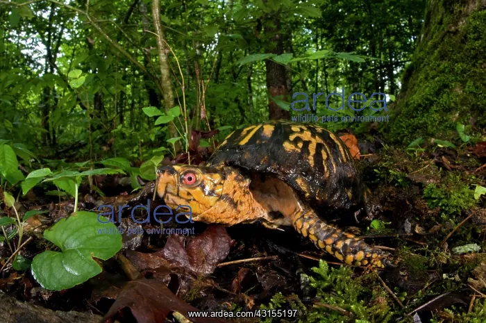 : Old male Eastern Box Turtle : Old male Eastern Box Turtle