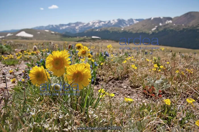 : Old-man-of-the-mountains - in habitat : Old-man-of-the-mountains - in habitat