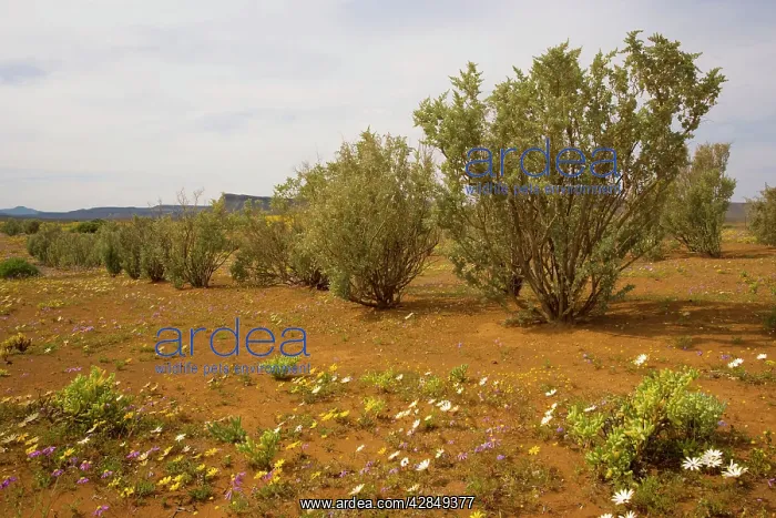 : Old man saltbush - planted as a back-up fodder : Old man saltbush - planted as a back-up fodder