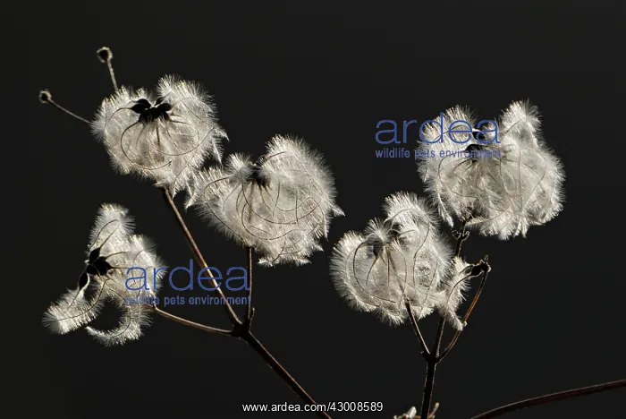 : Old Man's Beard Traveller's Joy seeds : Old Man's Beard Traveller's Joy seeds