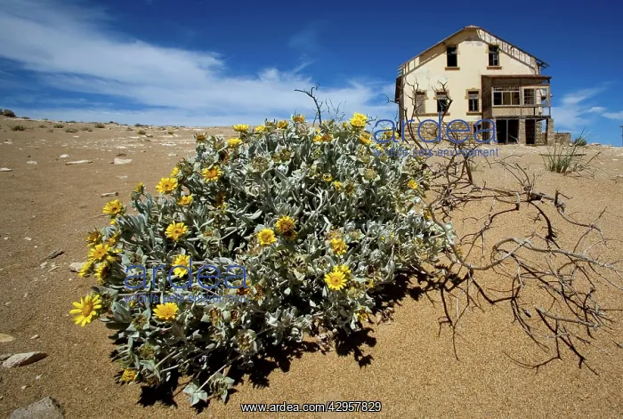 : Old Mining Town near Luderitz called Ghost Town : Old Mining Town near Luderitz called Ghost Town