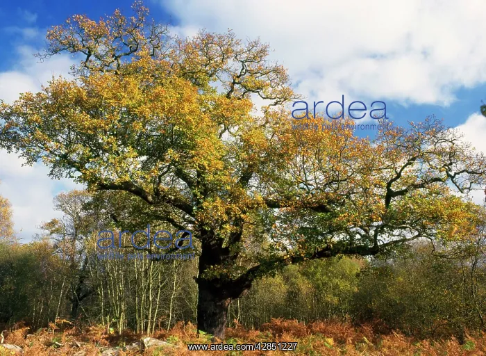 : Old OAK - in autumn : Old OAK - in autumn