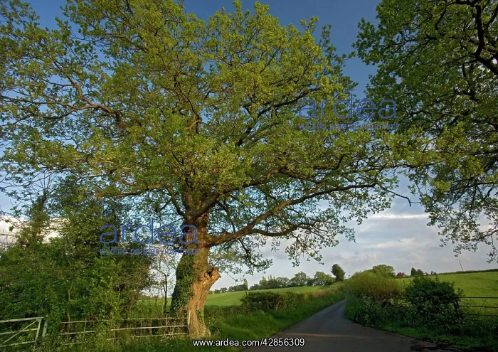 : Old Oak Tree - By country lane : Old Oak Tree - By country lane