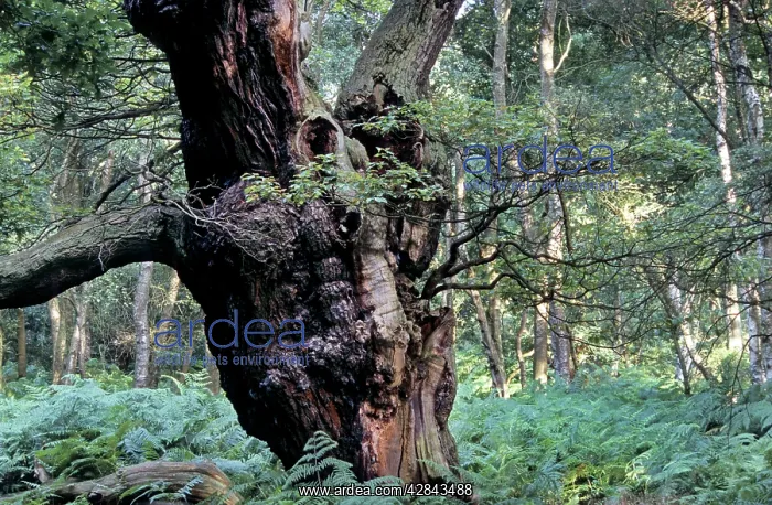 : Old Oak tree - Sherwood Forest : Old Oak tree - Sherwood Forest