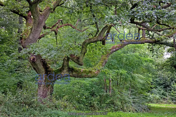 : Old Oak Tree - in the woods : Old Oak Tree - in the woods