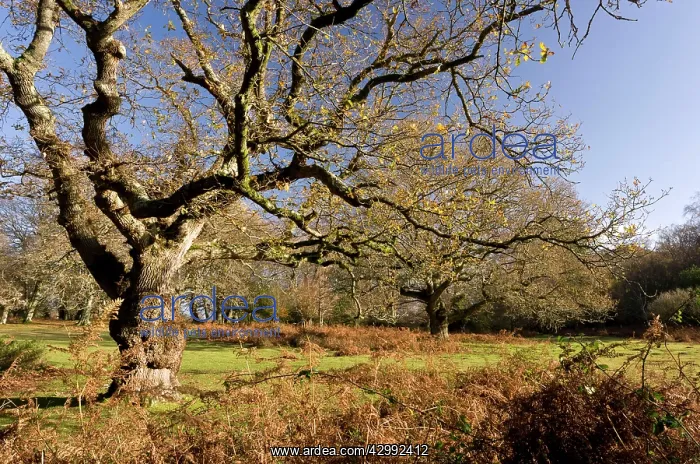 : Old Oak Trees - in grazed grassland : Old Oak Trees - in grazed grassland