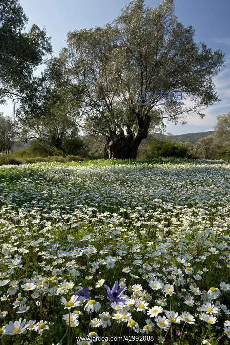 : Old Olive Grove - full of Mediterranean Mayweed : Old Olive Grove - full of Mediterranean Mayweed